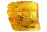 Two Fossil Flies (Diptera) In Baltic Amber #139083-3
